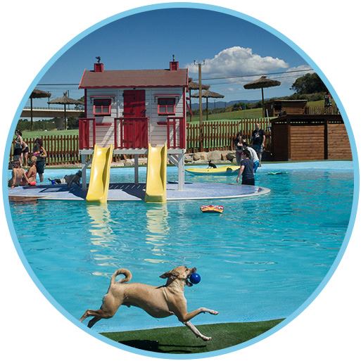 Perro-al-agua-Barcellona