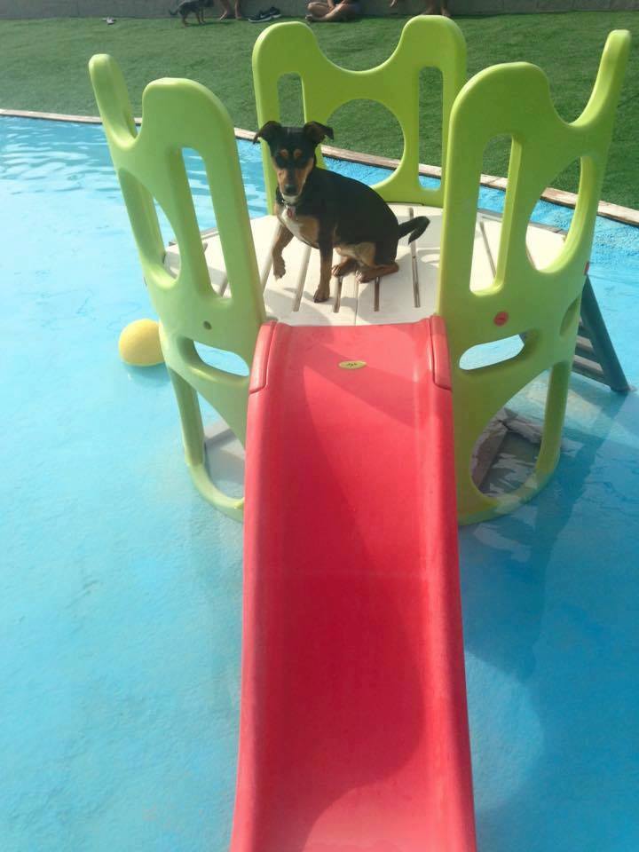 cane-scivolo