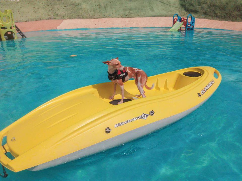 cani-canoa