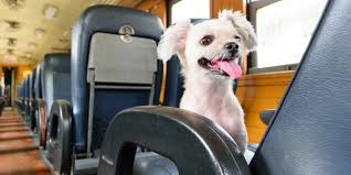 tariffa speciale per i cani