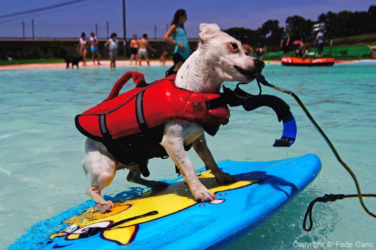 dog-surf