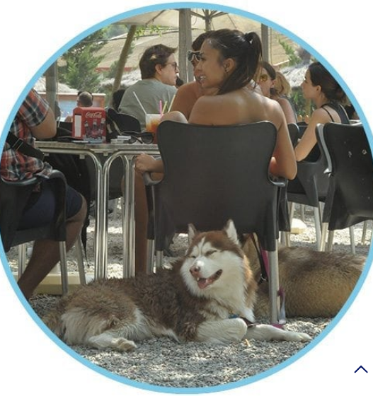 perros-al-agua-ristorante