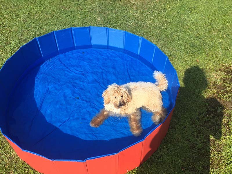 piscina per cani
