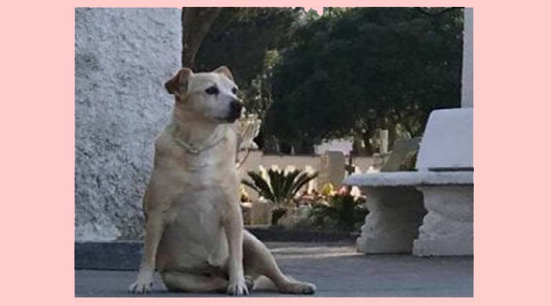 Nicoletta, un cane, veglia per 10 anni la tomba del padrone ad Ischia