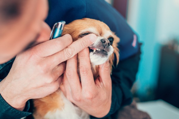 dentifricio per cani